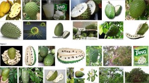 graviola
