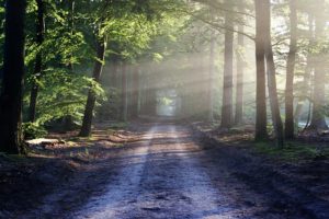 Os Benefícios do Contato com a Natureza para o Bem-estar