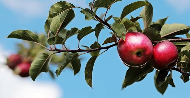 Veja: 7 Frutas Menos Calóricas e Seus Benefícios
