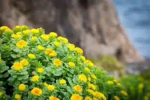 Rhodiola Rosea: Benefícios, Efeitos Colaterais e Como Usar